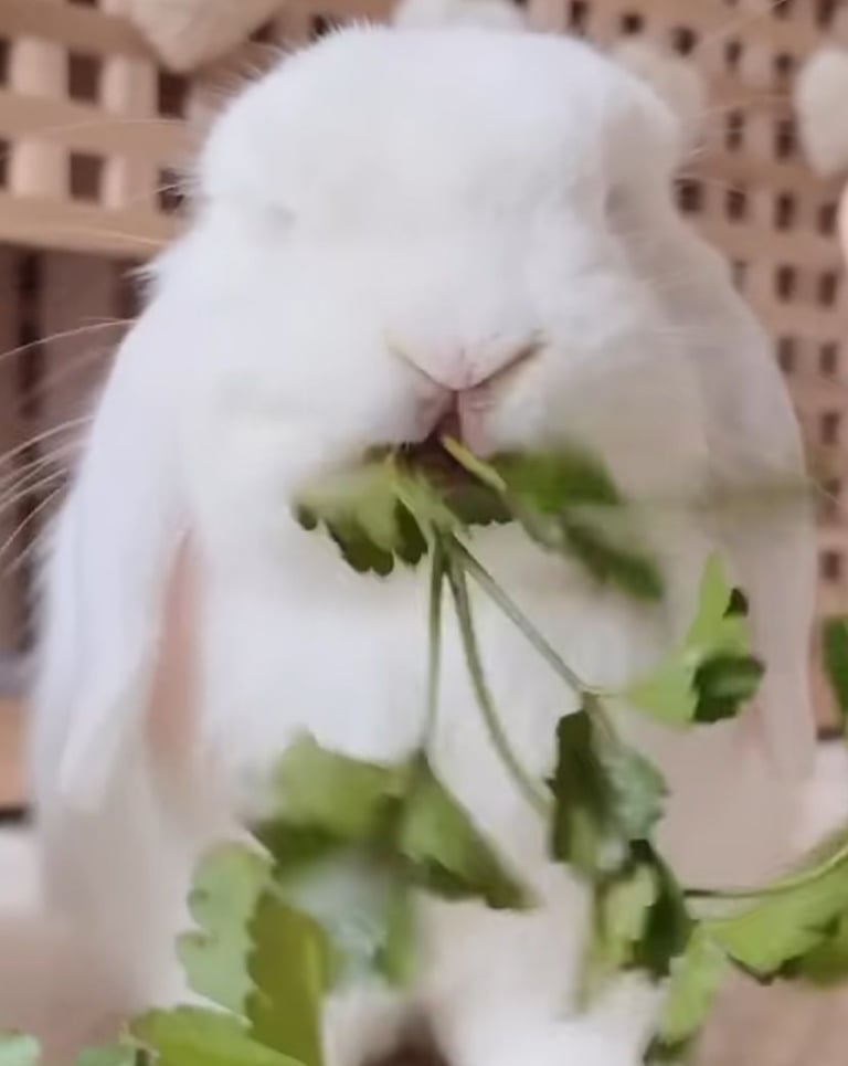 image for rabbit accessories