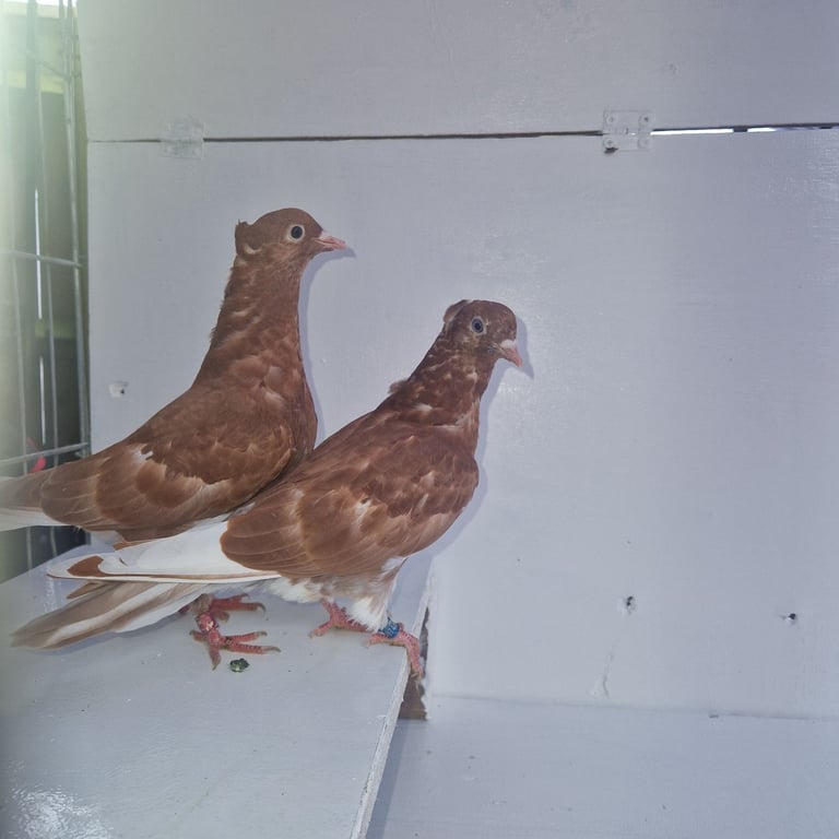 Serbian highflyers for sale 