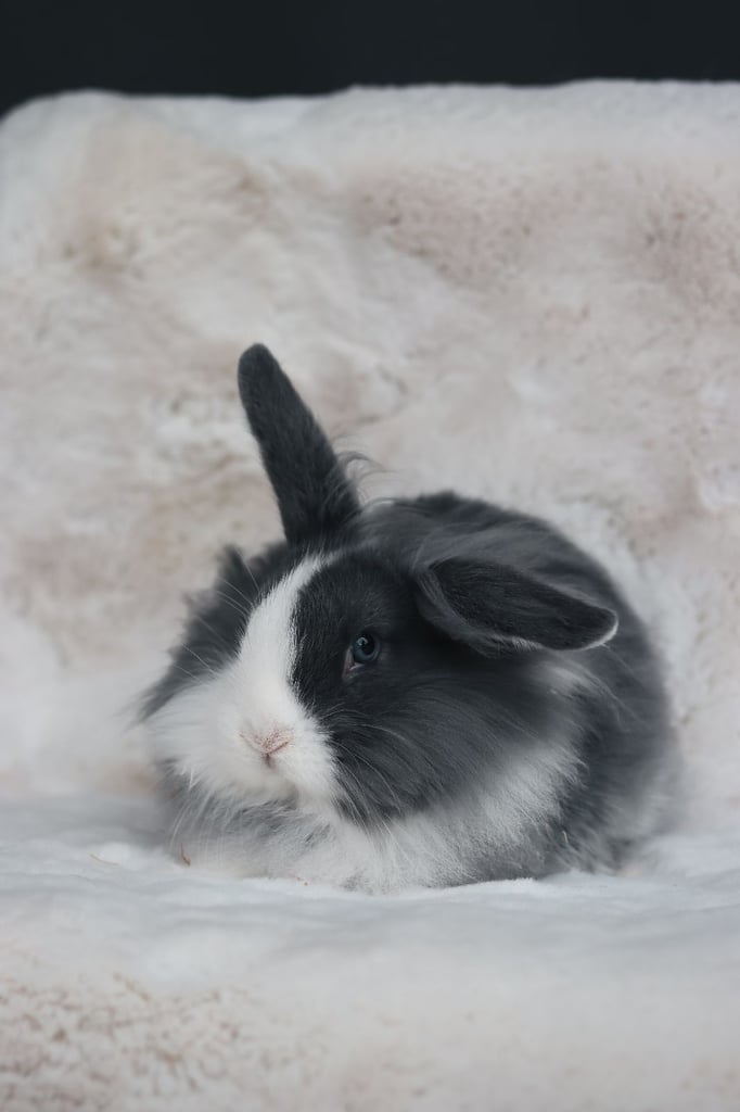 2 Adorable Young Lion Lop Rabbits 