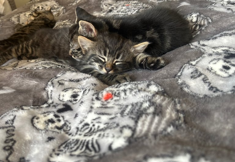 bengal x ragdoll kittens READY TO LEAVE 
