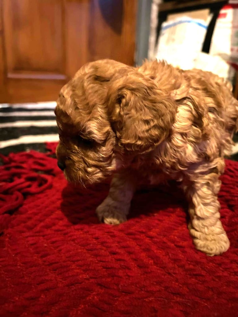 Cute Cavapoo Puppies 1 Boy and 1 Girl