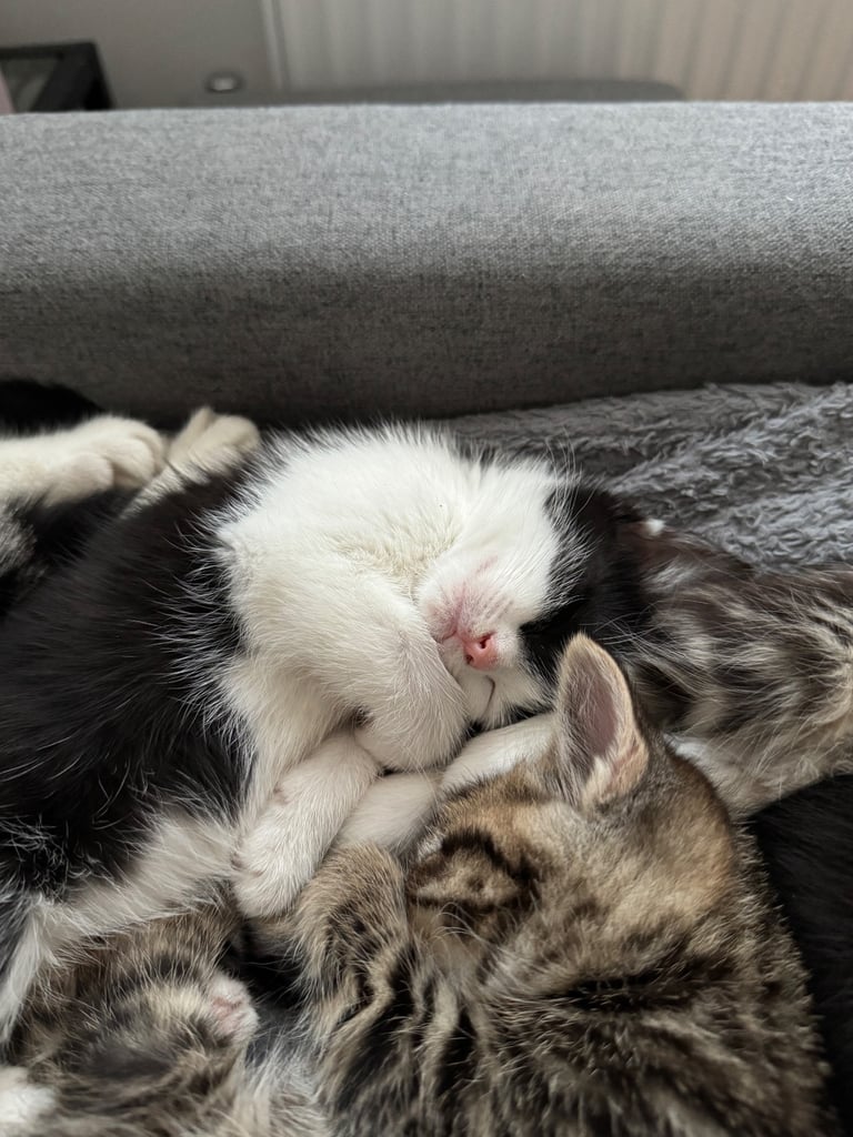 Cute black & white female kitten 