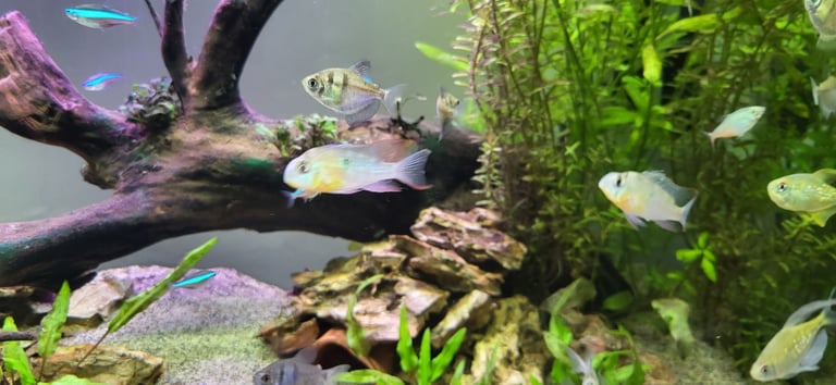 200L Fish Tank