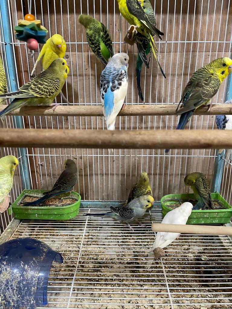 Budgies BW/Split BW