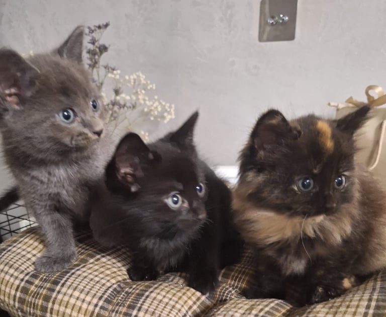 Beautiful 😻 kittens mix breed and colours waiting for you 