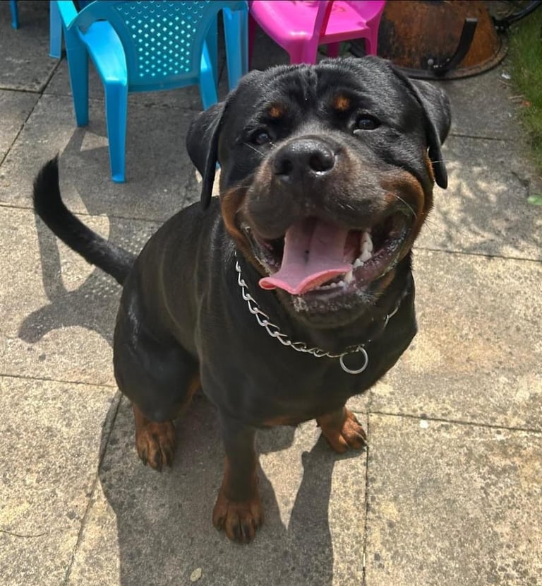 Rusty the Rottweiler 