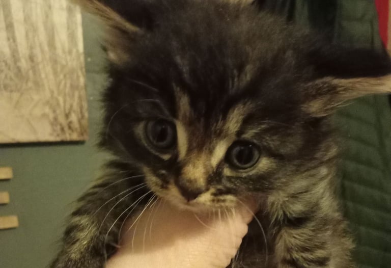1 tabby and grey kitten 