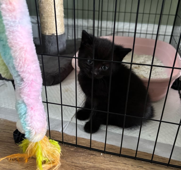 9wk old kitten only one left SOLD  