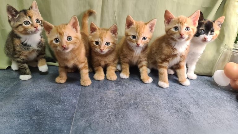 6 beautiful kittens