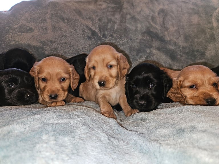 image for Cocker spaniel show