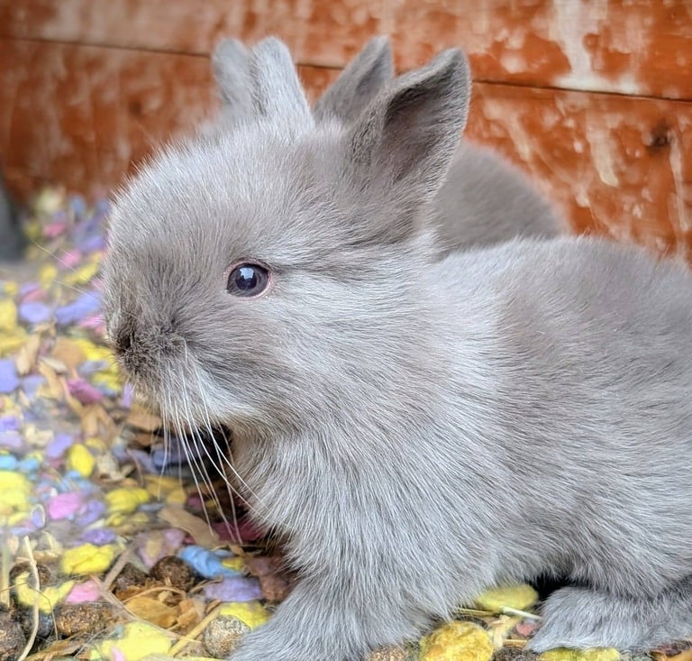 Baby lion head rabbits 