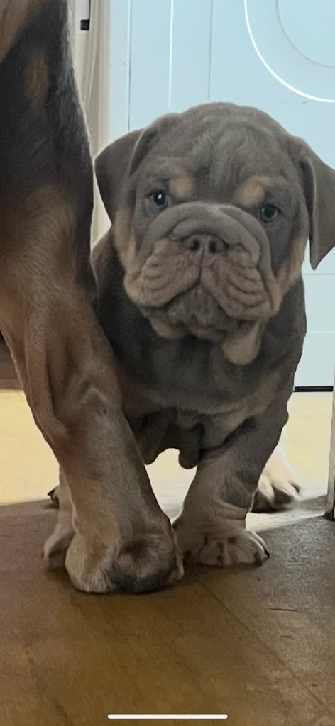 Bulldog puppies 8 weeks old