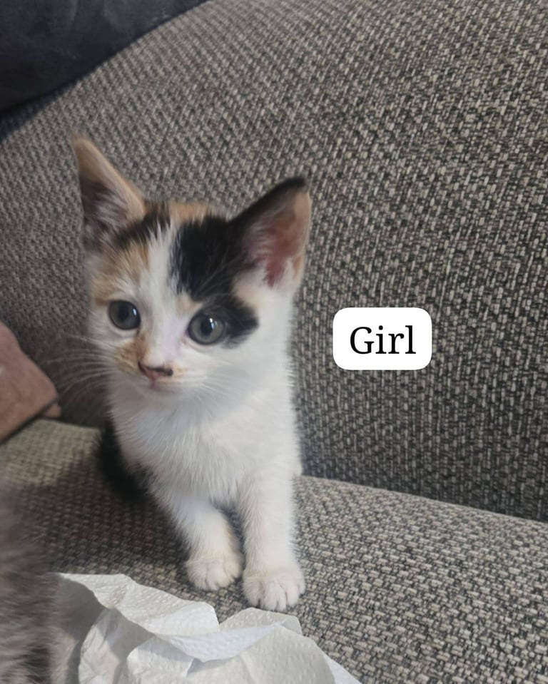 3 × kittens - deflead - litter trained