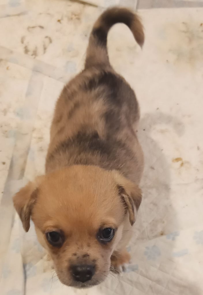 Pug X Collie (Pugollie) Puppies Looking For Their Forever Homes