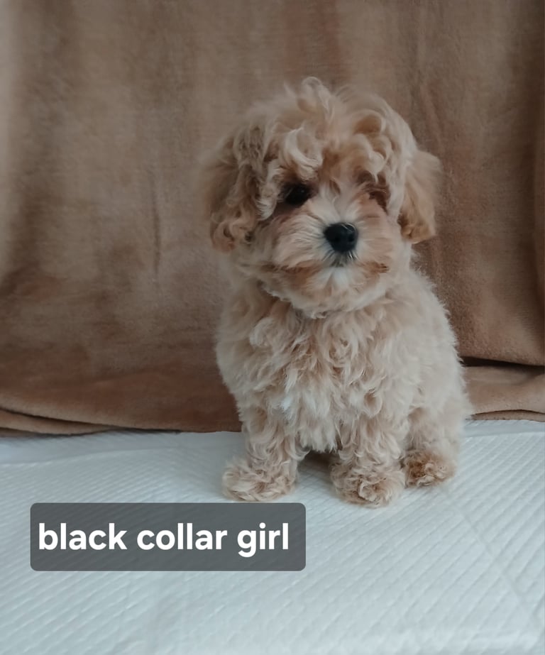 Stunning maltipoo pups 