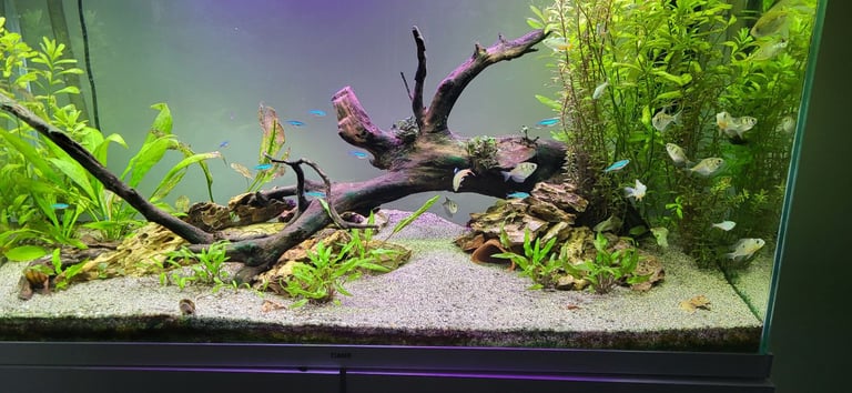 200L Fish Tank
