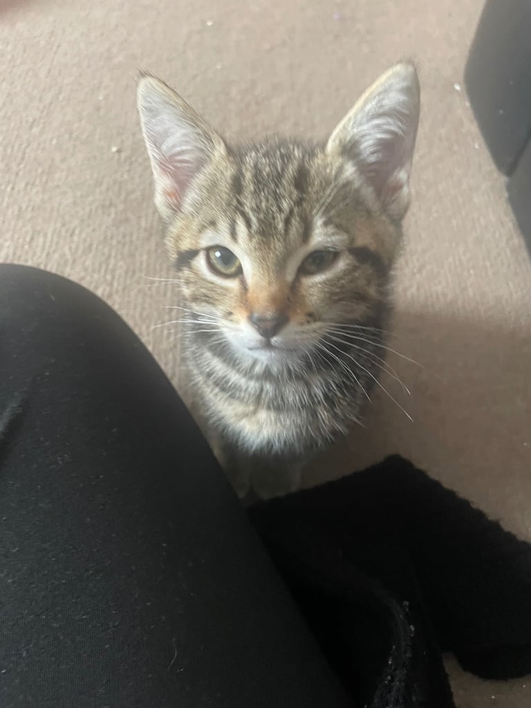 6 kittens for sale