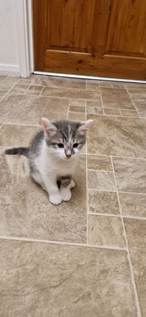 Maine coon X cross male kitten