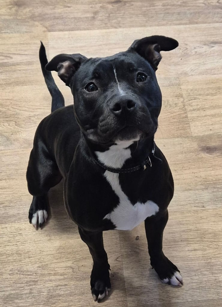 image for Amstaff x Staffordshire bull terrier 