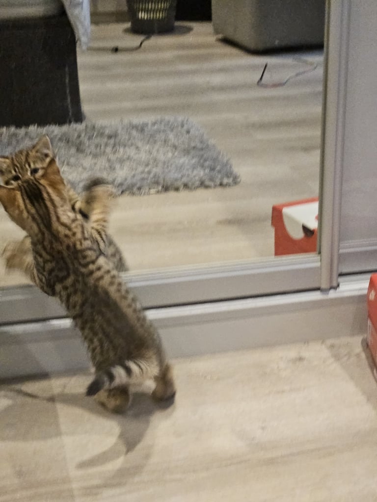 3x mixed bengal kittens 