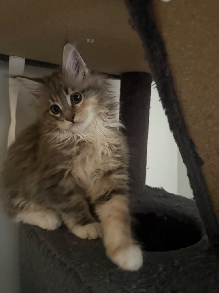 Pedigree Tica registered fluffy XL Main coin kittens 