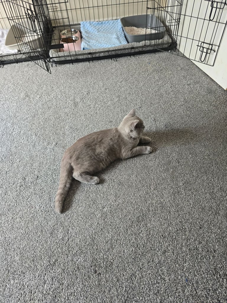 British short haired 