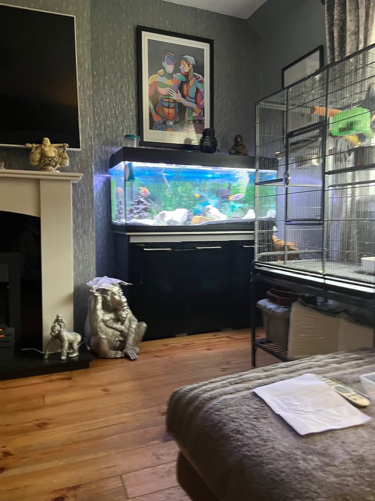 Big fish tank and fish 
