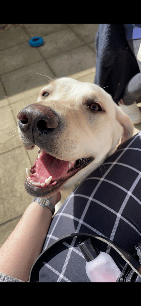 Beautiful Labrador puppies