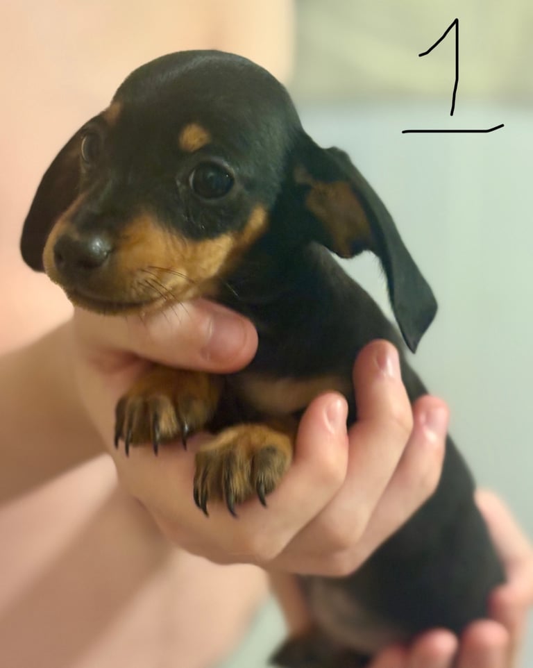 Miniature dauchund pupsREADY NOW