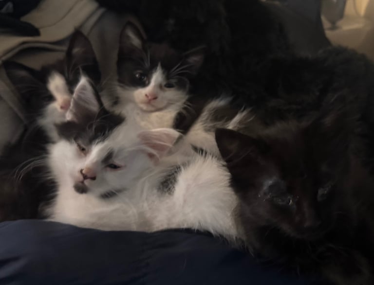 Kittens