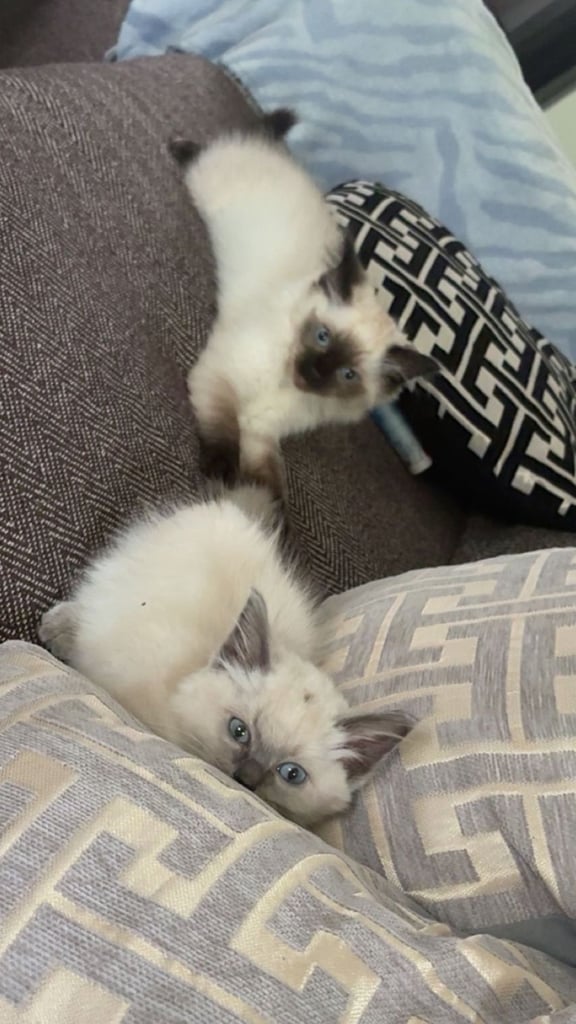 Ragdoll Male and Female 8month 