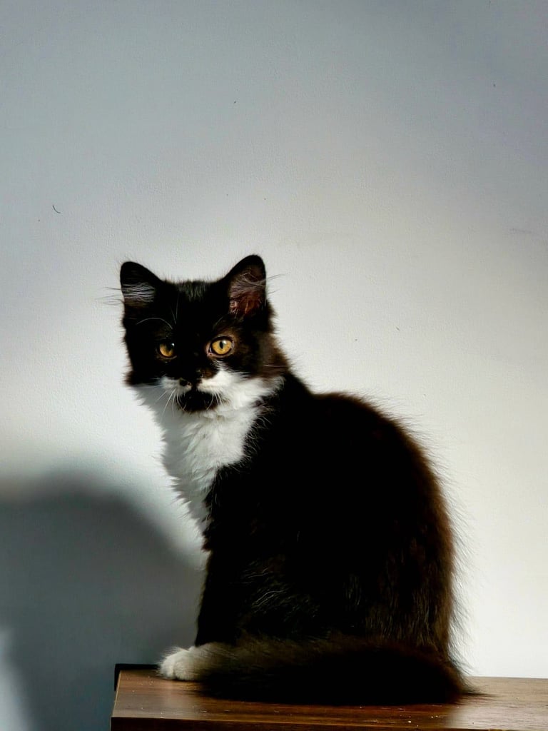 British Long Hair Kittens