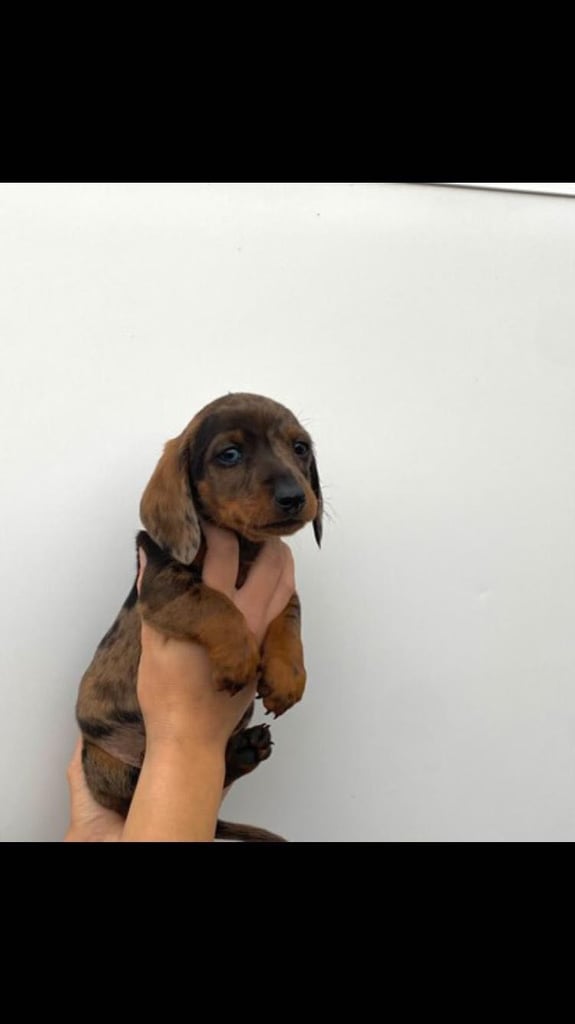 Miniature dachshund puppies