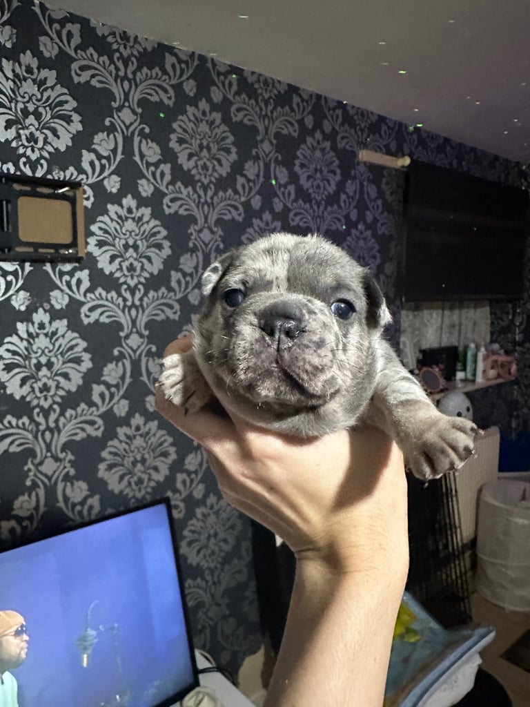 French Bulldog Puppies