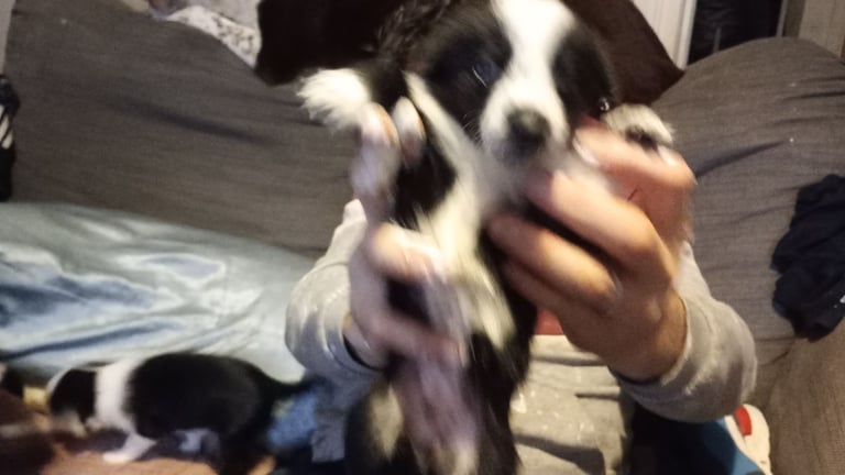Collie puppies for sale 
