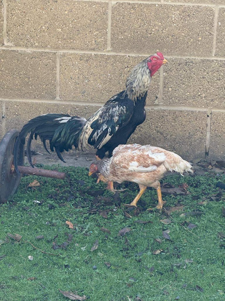 Aseel Shamo Breed One Rooster and 2 Female 