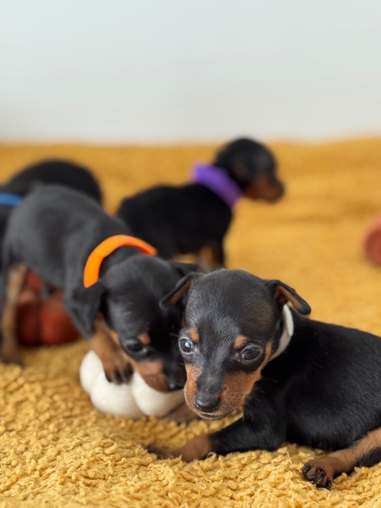 Not KC Reg Miniature Pincher Puppies 