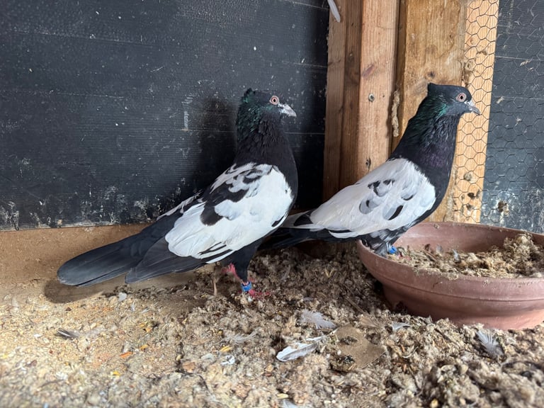 Iranian Pigeons For Sale