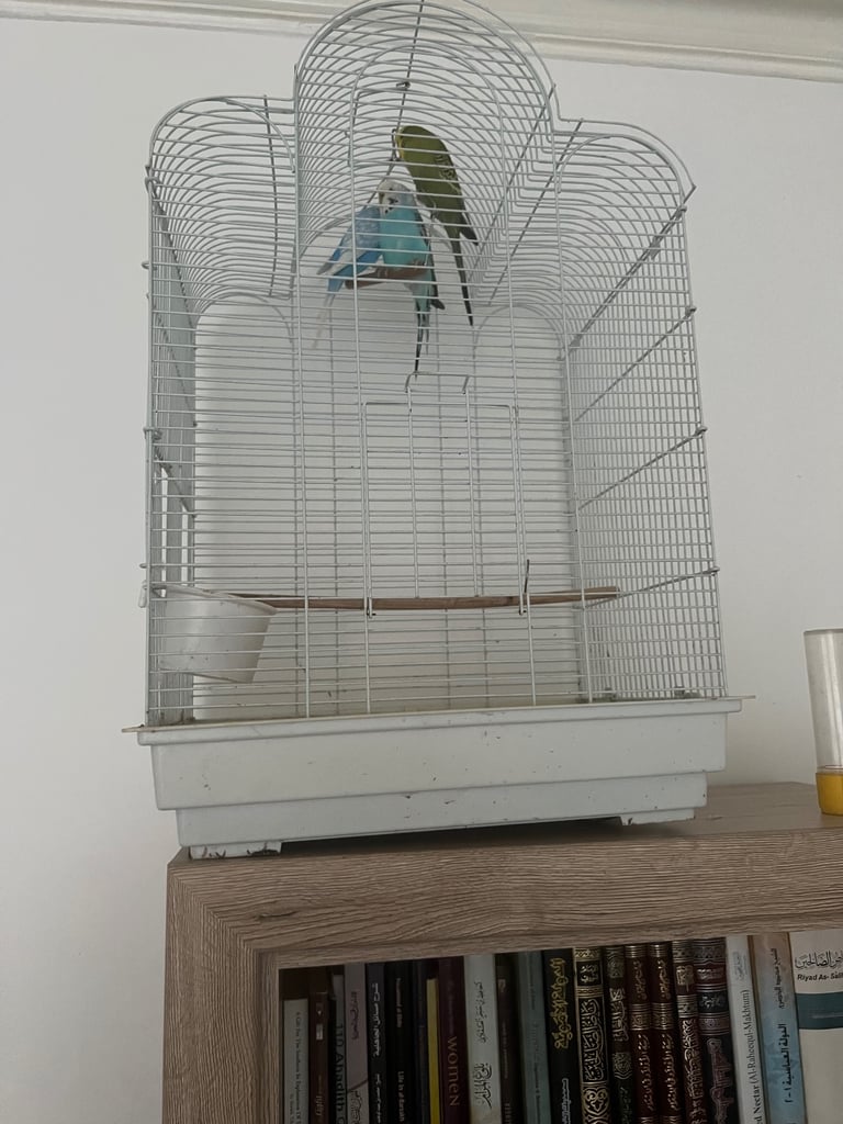 Pair of budgies with cage
