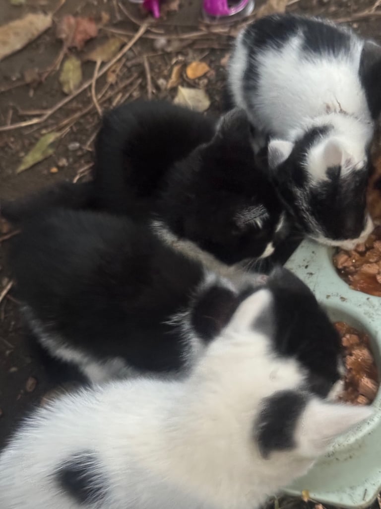 image for Nice kittens for sale
