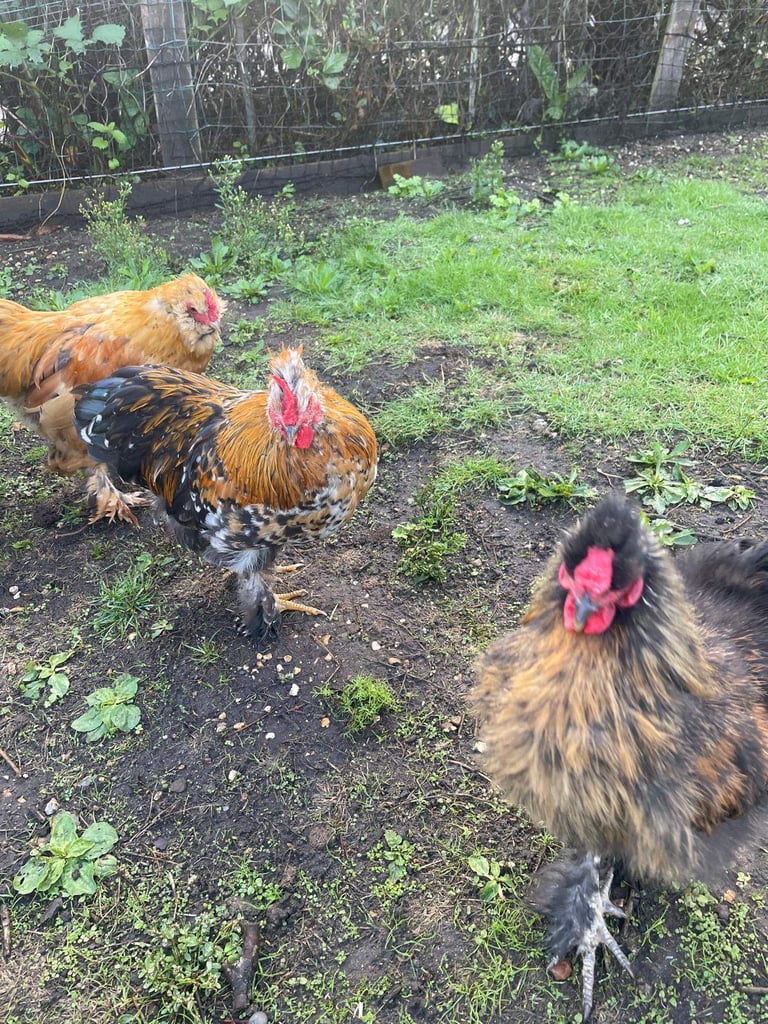 Bantam Cockerel - Ready for his Forever Home!  - Collection from Ferndown, Dorset