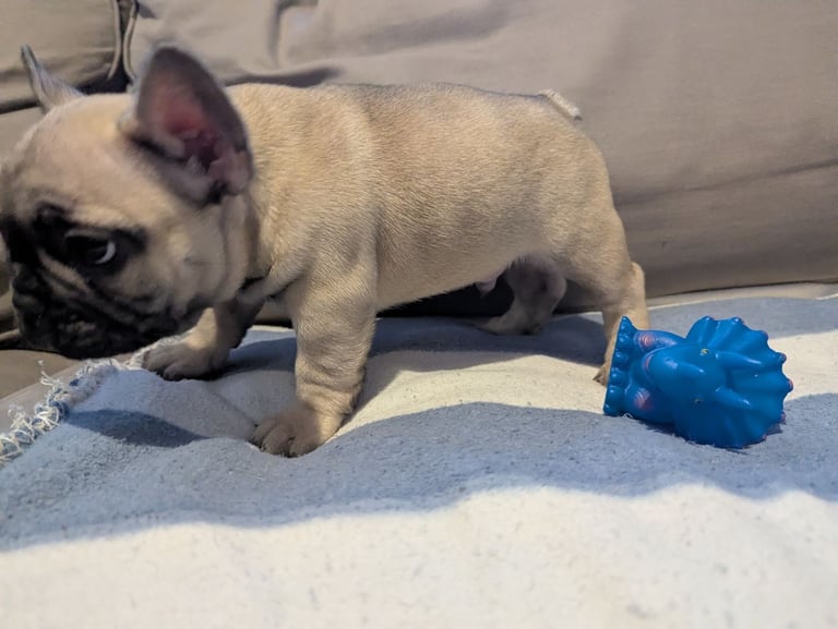 French bulldogs for sale puppies Dogs Puppies for Sale Gumtree