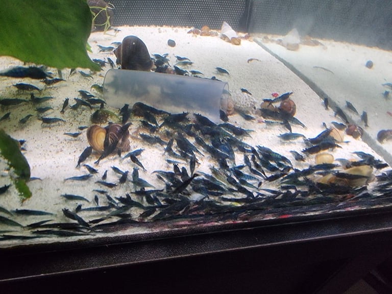 Tropical Blue Neocaridina Cherry Shrimp High Grade UK and mystery snails Various Deals Available