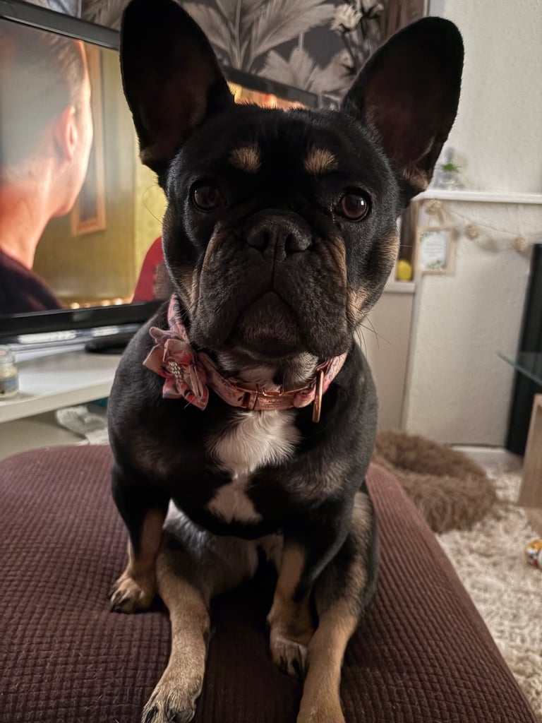French Bulldog