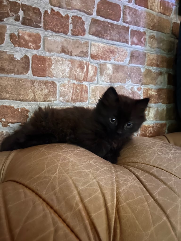 3 Beautiful Male Kittens 