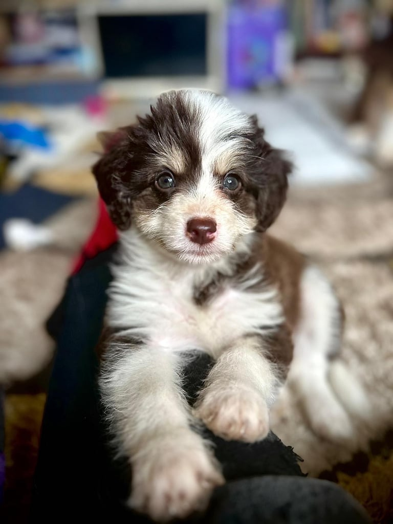 Cavapoo cross pomsky 