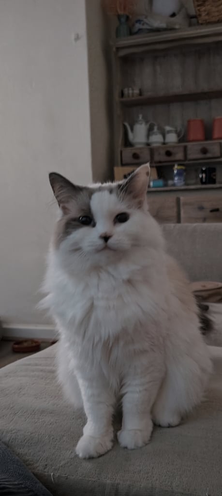 Ragdoll female 2 years old 