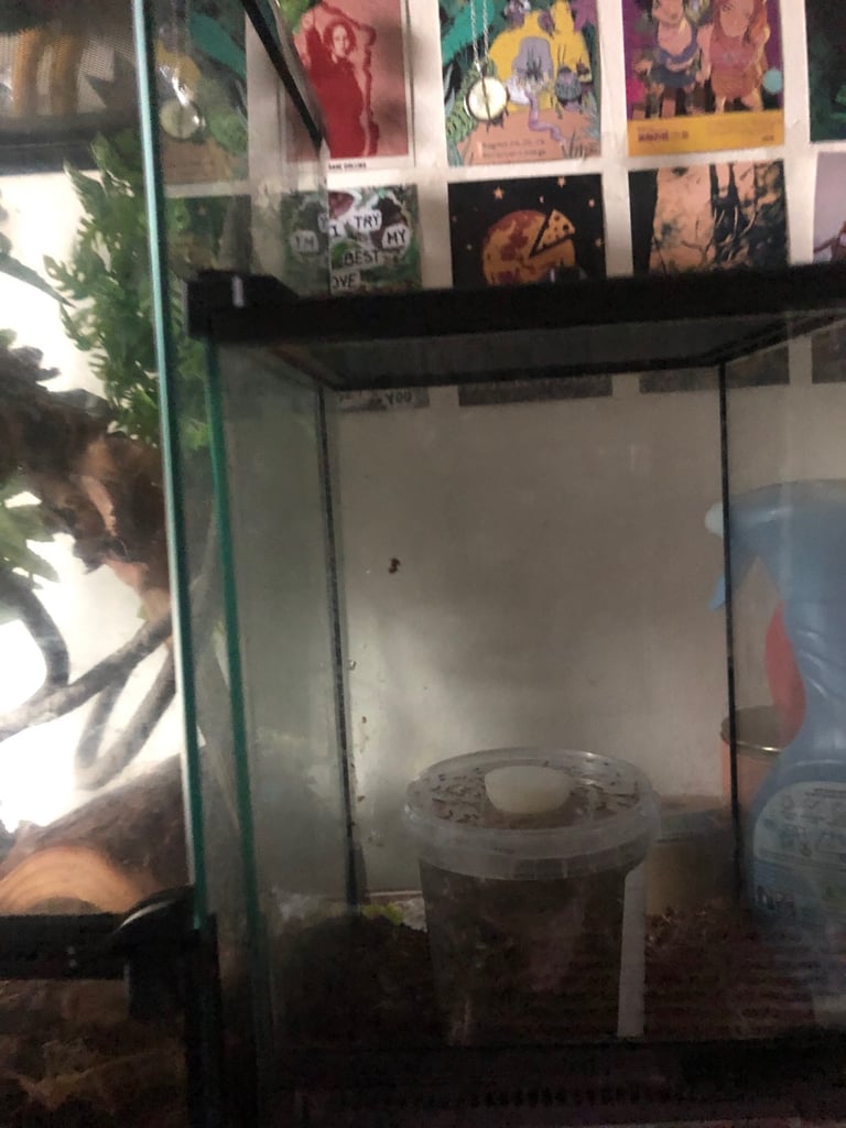 Crested gecko terrarium 