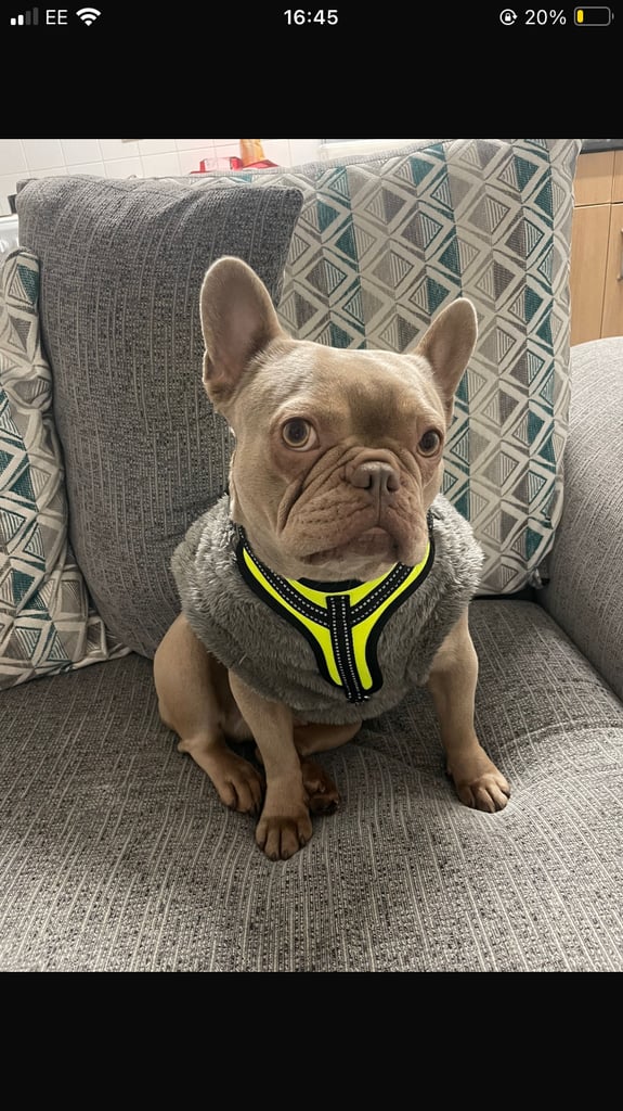 image for French bull dog 