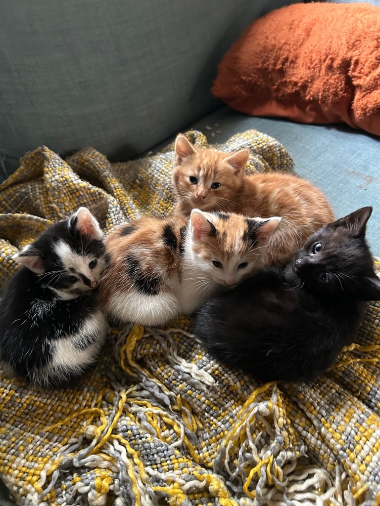 3 kittens for sale 